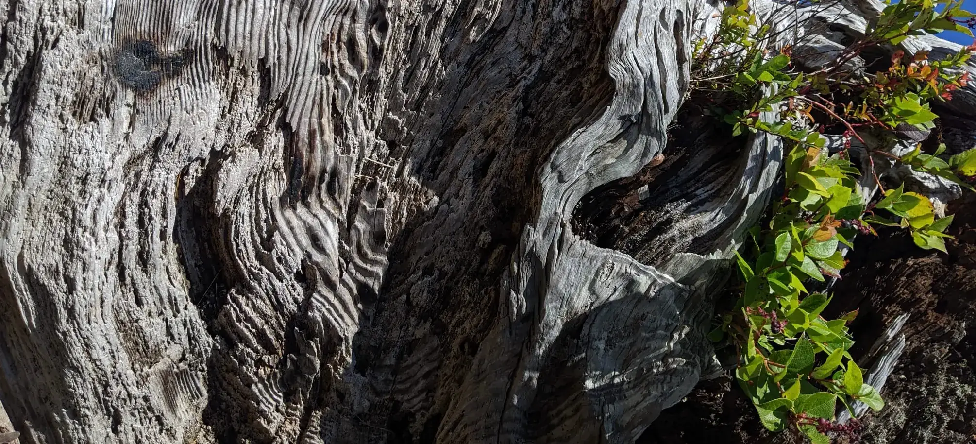 Grafika intro - Gabinet Psychoterapii